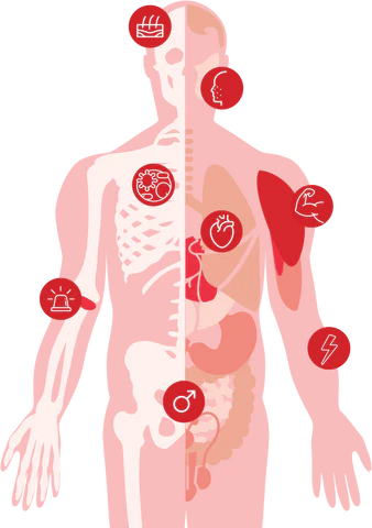 body_graph