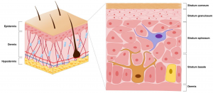 pharmaceutics-16-01403-g001